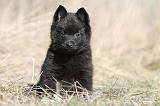 SCHIPPERKE 347